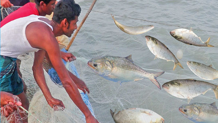 শুক্রবার থেকে ২২ দিন বন্ধ থাকবে ইলিশ আহরণ