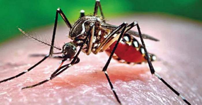 সারাদেশে ডেঙ্গুতে ৭ জনের মৃত্যু, হাসপাতালে ১৬২৩